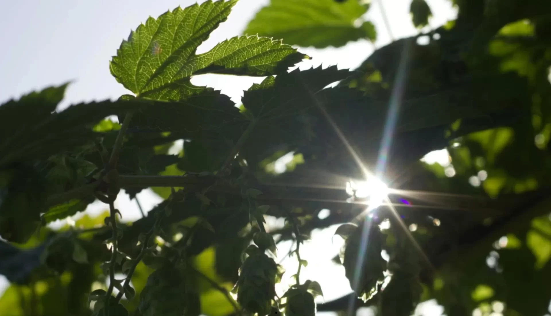 Duurzame Artelux gordijnen, milieu-vriendelijk en stijlvol Duurzame Artelux gordijnen, milieu-vriendelijk en stijlvol